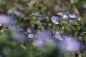dn1-0016-35.jpg(2346 byte)