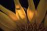 dn1-0048-24b.jpg(1469 byte)